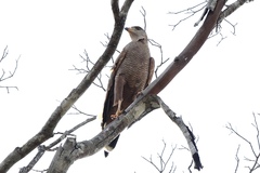 Buteogallus meridionalis