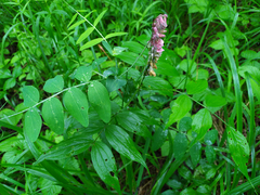 Lathyrus pisiformis