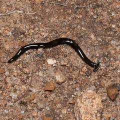 Bipalium univittatum