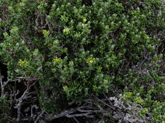 Spergularia arbuscula