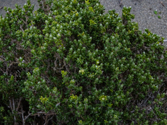 Spergularia arbuscula