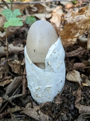 Amanita magnivolvata