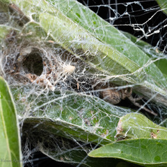 Stegodyphus sarasinorum