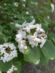 Viburnum carlesii