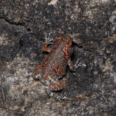 Uperodon taprobanicus