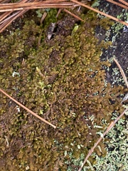 Ptilidium pulcherrimum