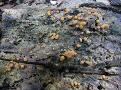 Sphaerosporium lignatile