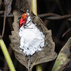 Platythomisus sudeepi