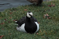 Branta leucopsis