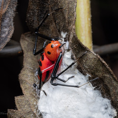 Platythomisus sudeepi