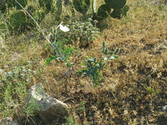 Argemone pleiacantha