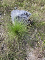 Pinus elliottii densa