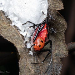 Platythomisus sudeepi