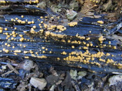 Sphaerosporium lignatile