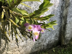 Dendrobium