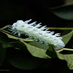 Attacus taprobanis