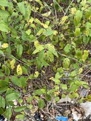 Celtis tenuifolia