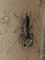 Mastigoproctus floridanus