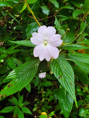 Impatiens
