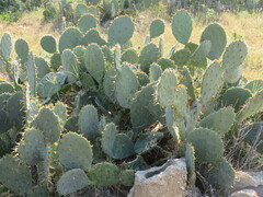Opuntia lindheimeri