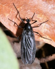 Penthetria heteroptera