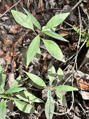 Asclepias perennis