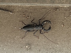 Mastigoproctus floridanus