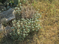 Argemone pleiacantha