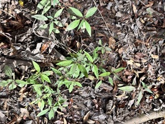 Asclepias perennis