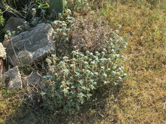 Argemone pleiacantha