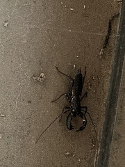 Mastigoproctus floridanus