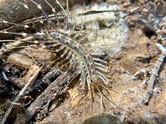 Scutigeridae