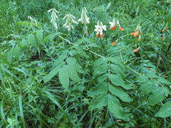 Lathyrus gmelinii