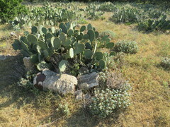 Opuntia lindheimeri