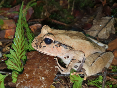 Platyplectrum platyceps