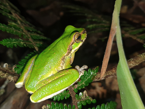 Litoria angiana observed 2022-10-10