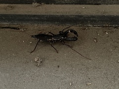 Mastigoproctus floridanus