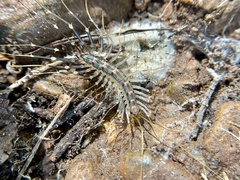 Scutigeridae
