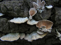 Steccherinum bourdotii