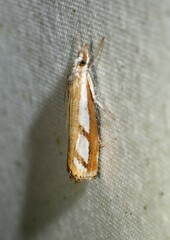 Catoptria latiradiellus
