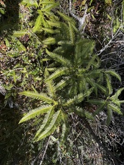 Sticherus quadripartitus