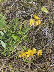 Senna