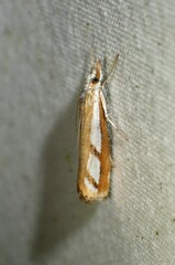 Catoptria latiradiellus