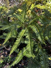 Sticherus quadripartitus