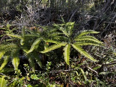 Sticherus quadripartitus