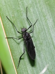 Penthetria heteroptera
