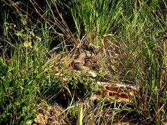 Malpolon monspessulanus