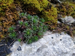 Saxifraga canaliculata