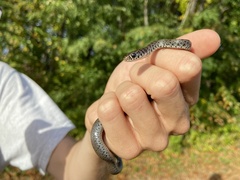 Coluber constrictor constrictor