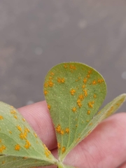 Puccinia oxalidis